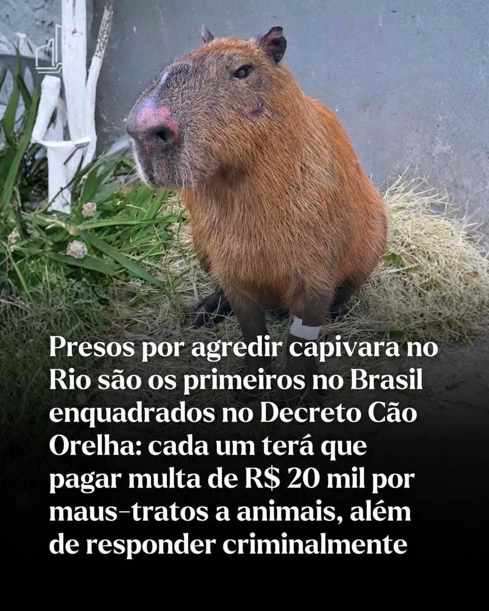 Beatriz Aguiar 🏳🏳🏳 tweet media