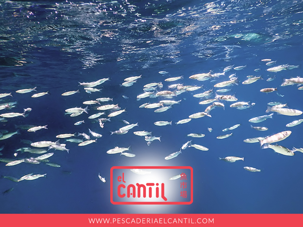 Pescaderia El Cantil tweet media