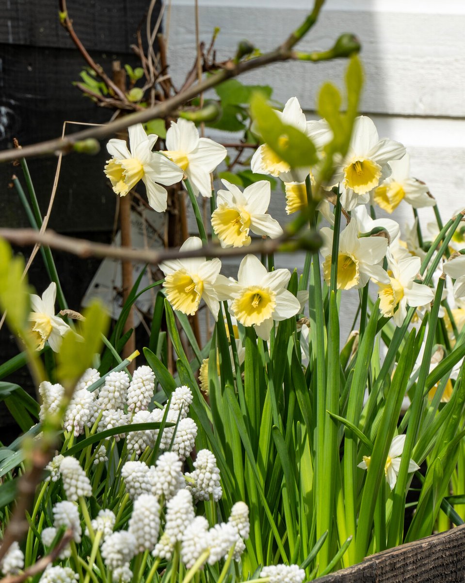 Flowerbulbs.com tweet media