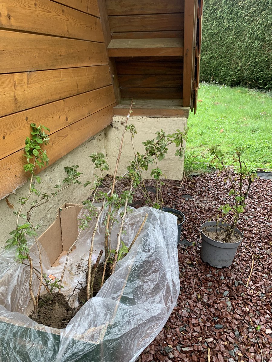 isabelle duper tweet media