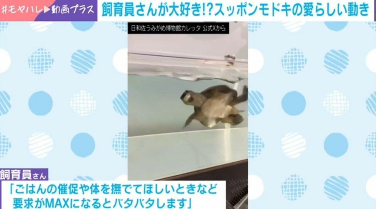 ABEMA TIMES tweet media