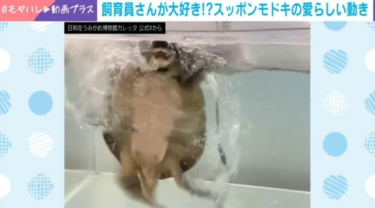 ABEMA TIMES tweet media