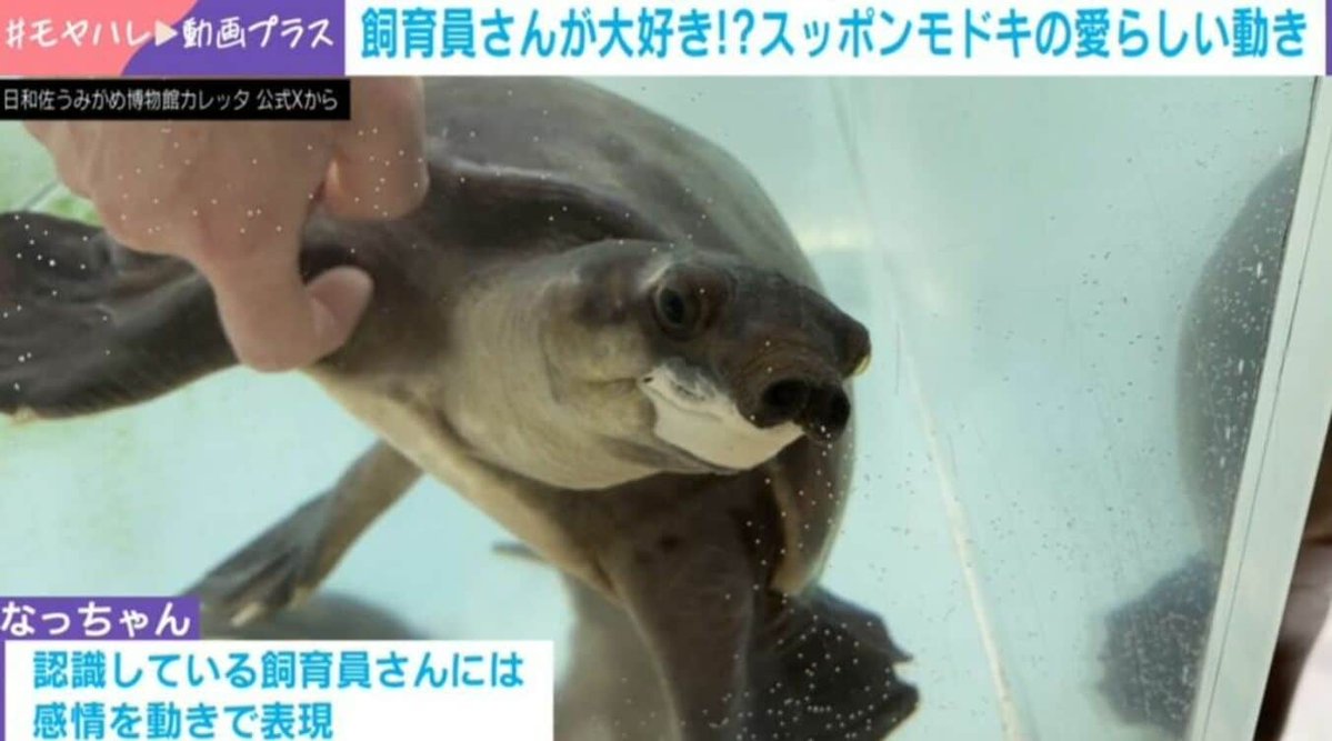 ABEMA TIMES tweet media