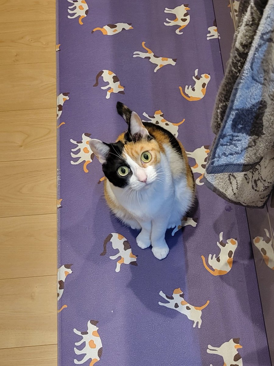 神楽🐾 tweet media