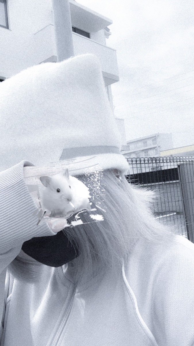 strawberry mochi cat tweet media