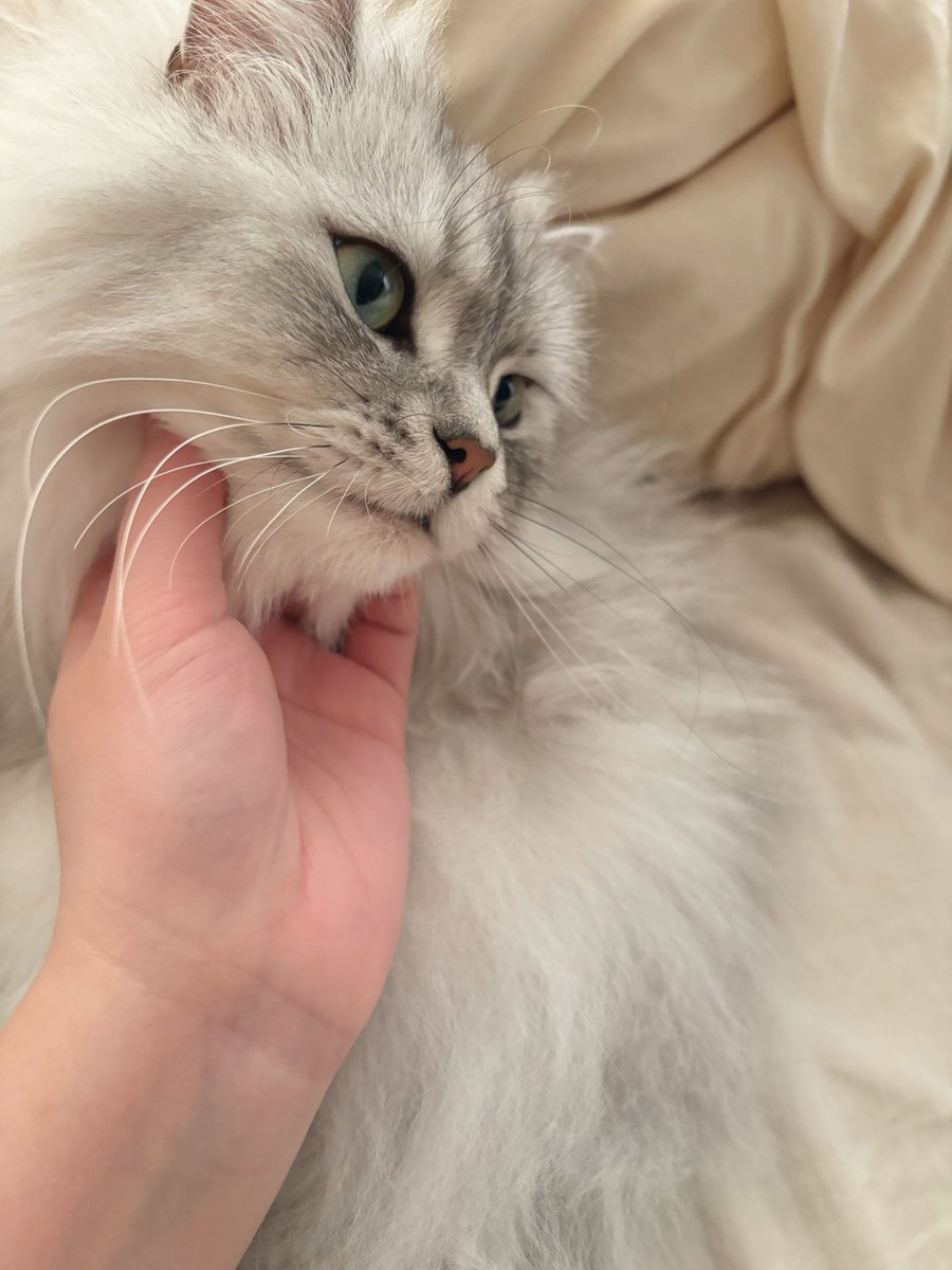 すぴ🐾 tweet media