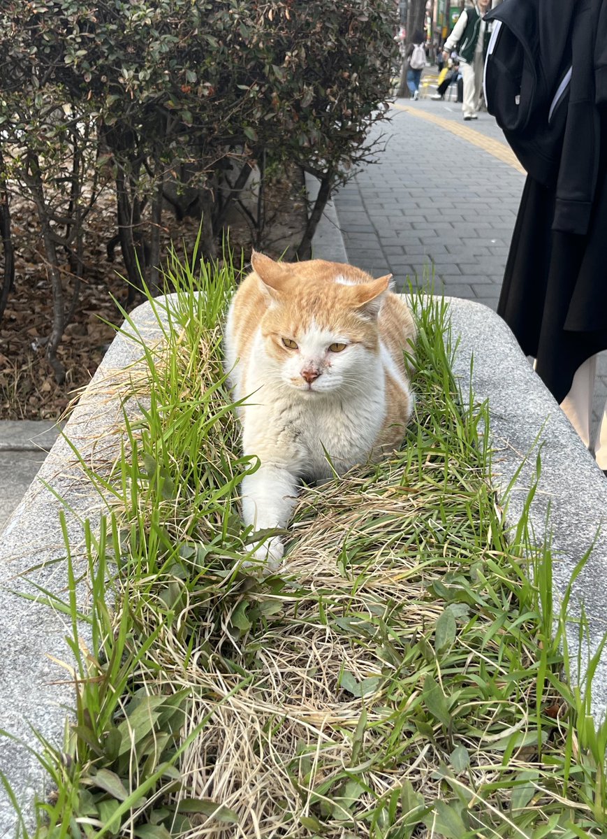 Lou Bading (루) tweet media