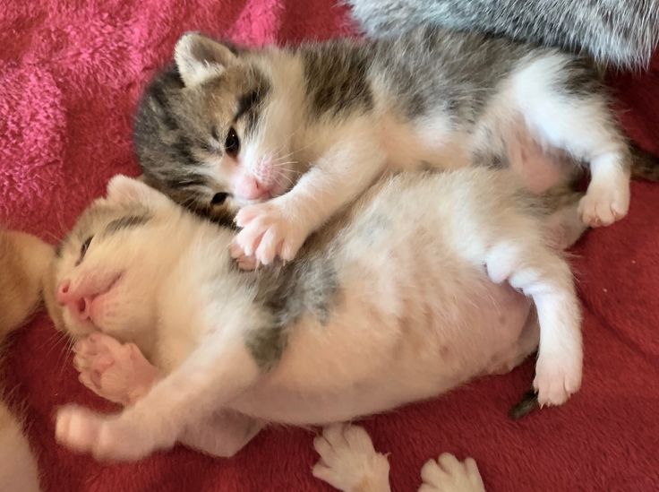 ₊‧꒰ა 𝑛𝑎𝑜𝑘𝑖ྀིྀི໒꒱ ‧₊˚ tweet media