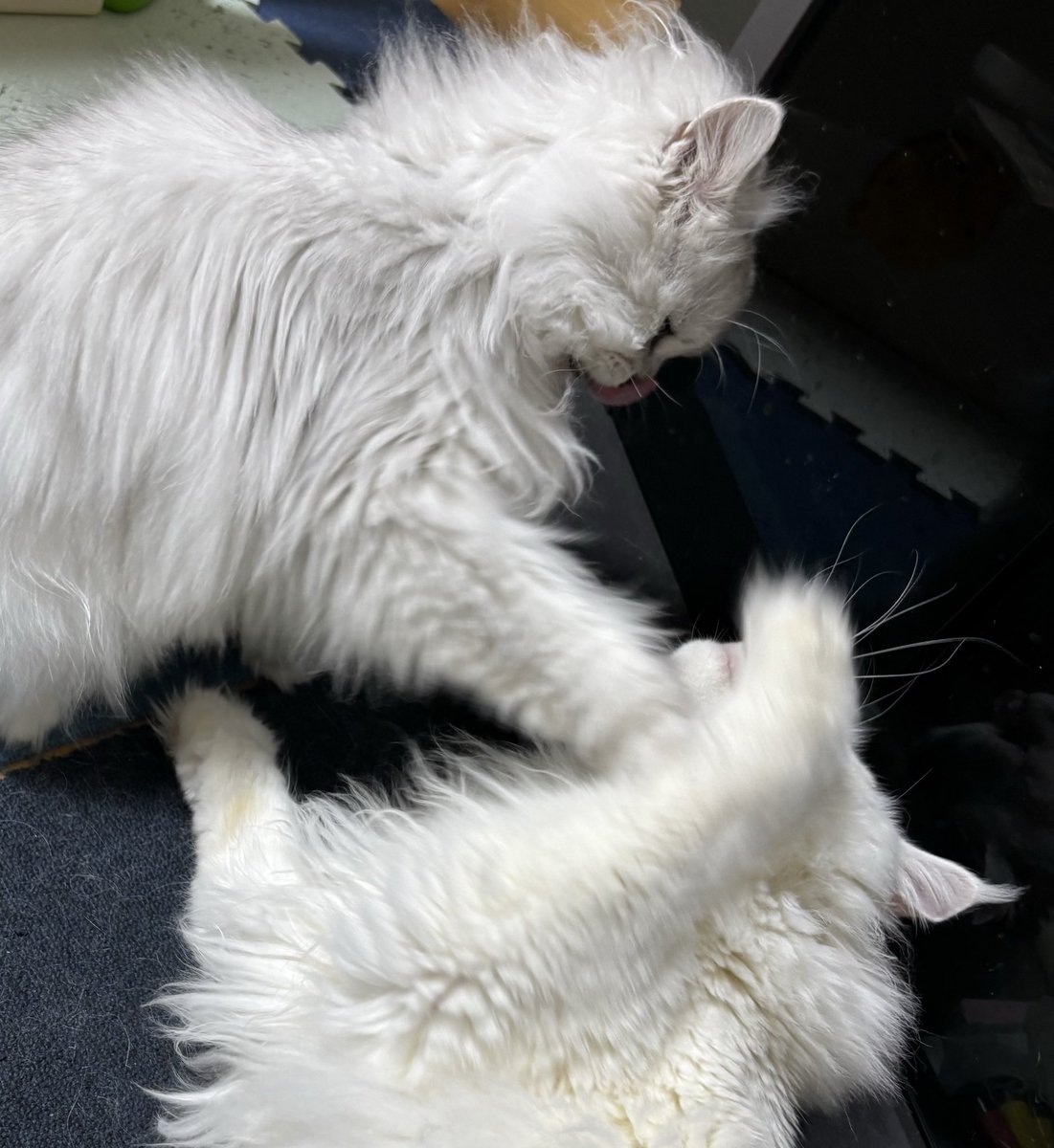 ちちんぷぃぷぃ♪ tweet media