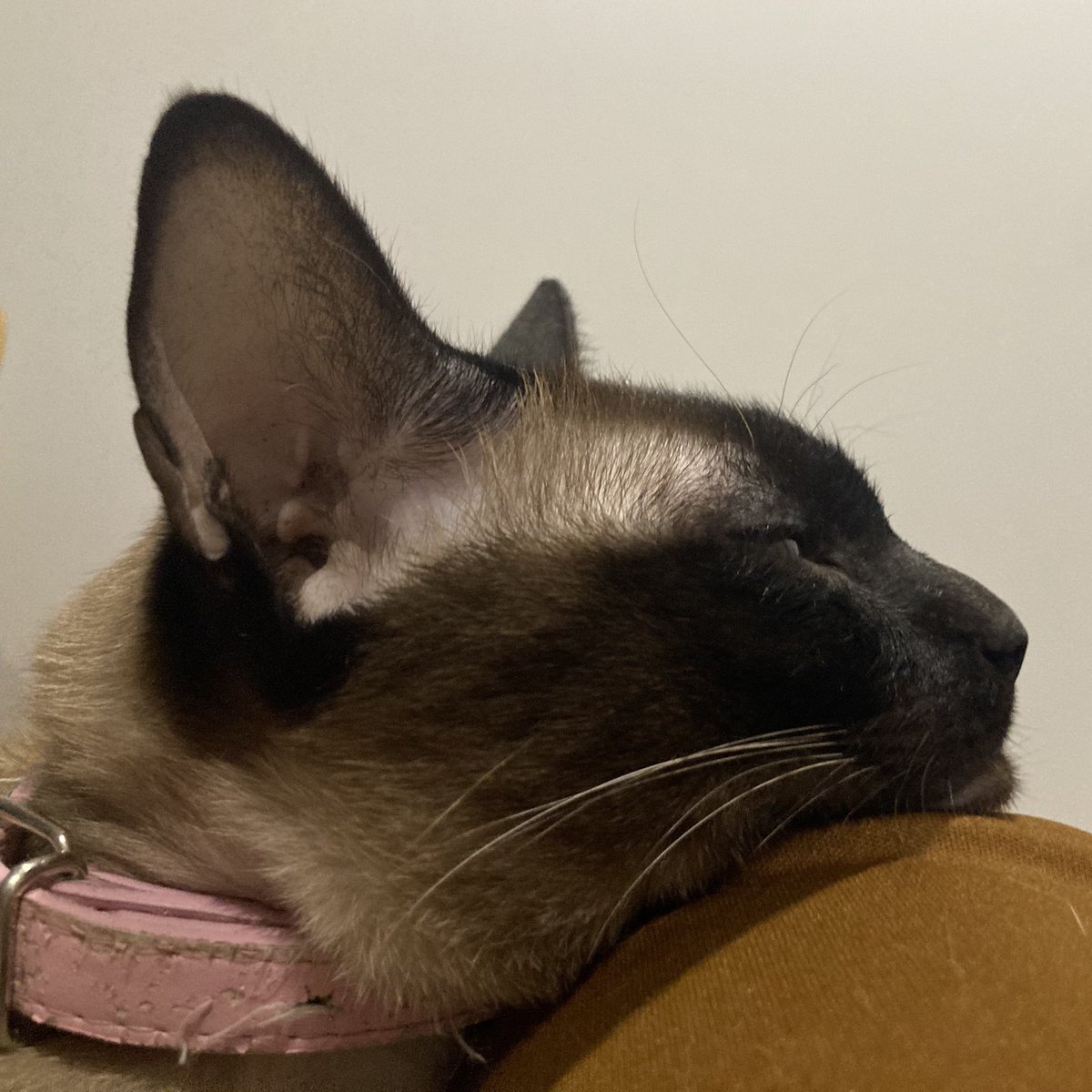 Im_SheepSan 💗🐏 tweet media