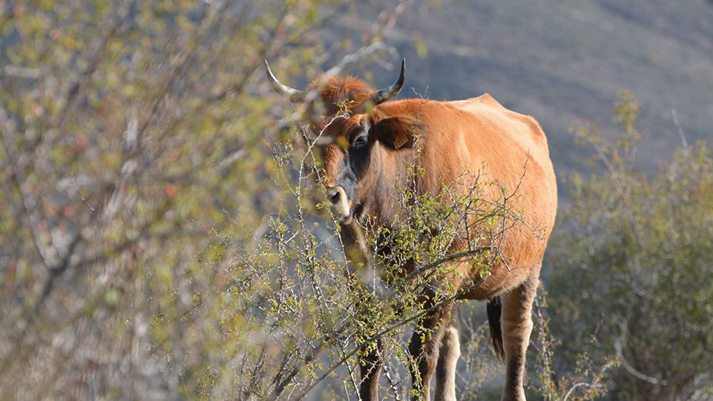 Cuaderno de campo tweet media