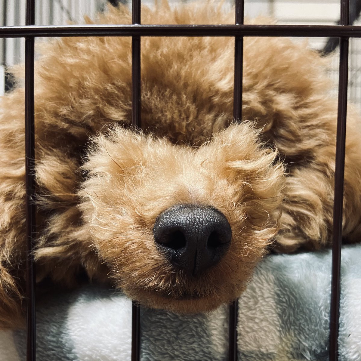 益若"massu-"益々 tweet media