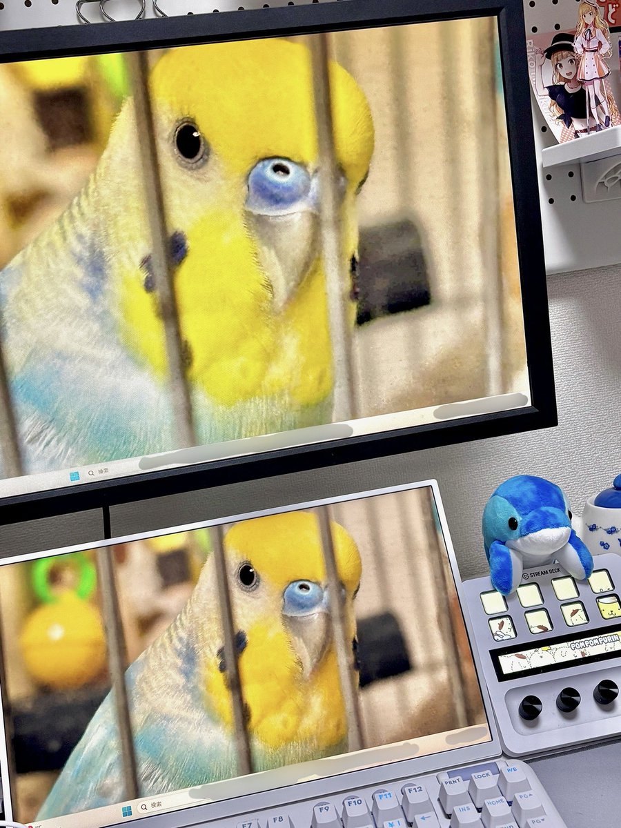 鶴野 有紗 tweet media