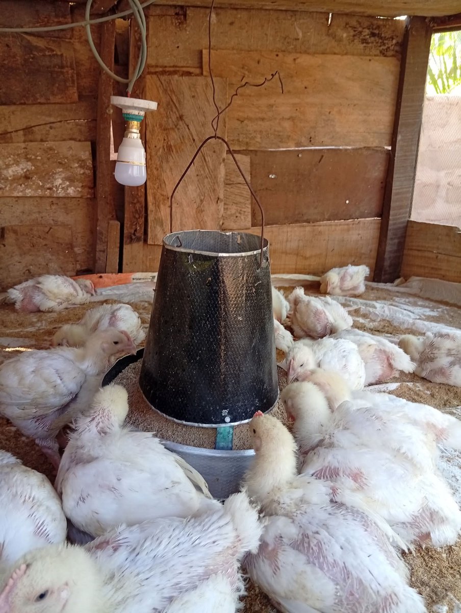 Tope A teacher & A Farmer I Will Never Give Up 💪) tweet media