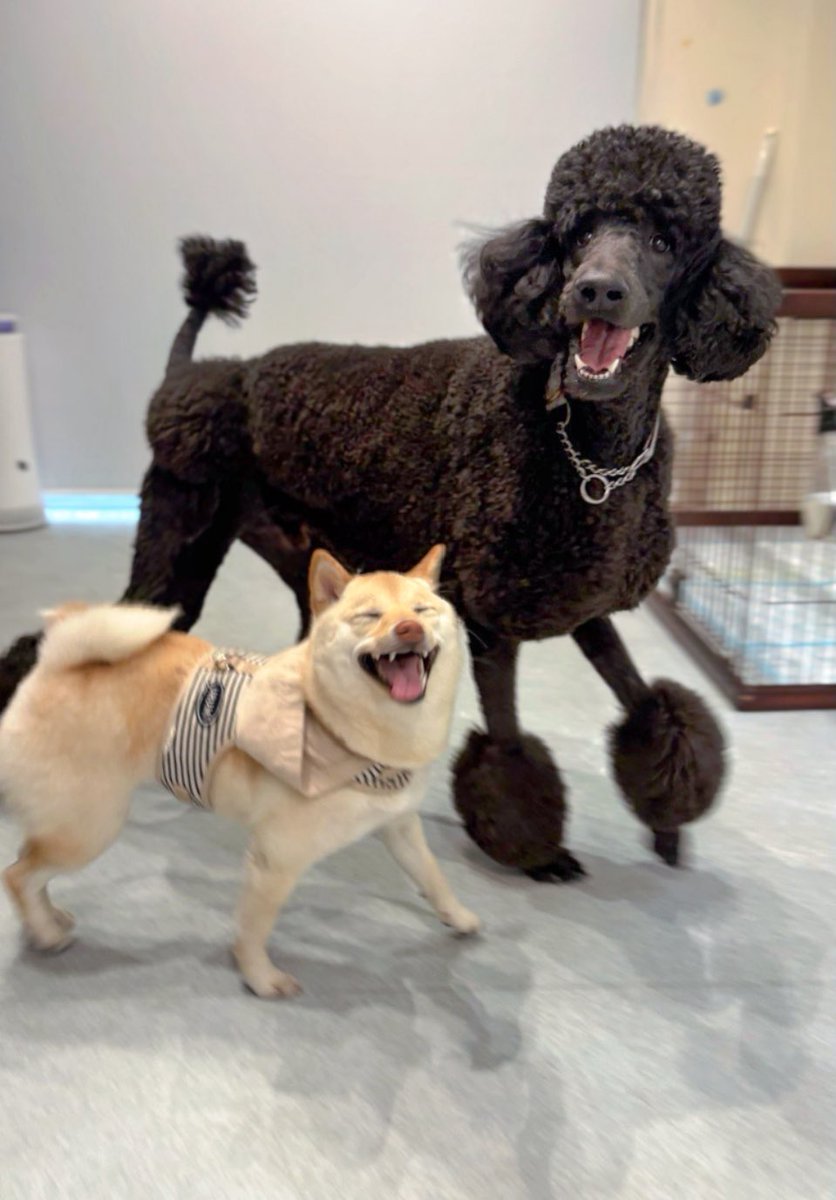 うるちゃん tweet media