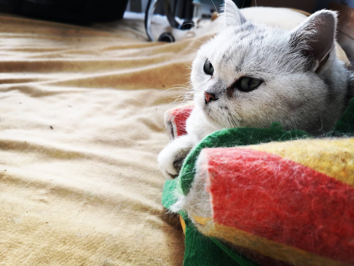 elizabeth merritt tweet media