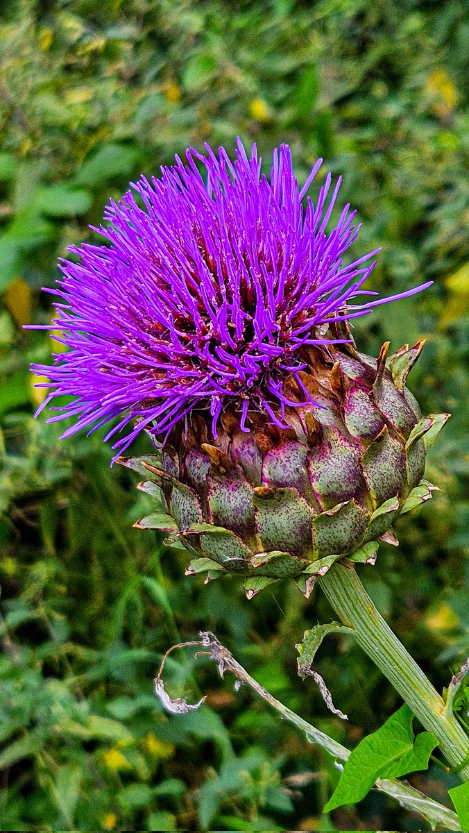dinobreezy's tweet photo. #Goedemorgen op #dag25 Van de Maart #fotochallenge #ElkeDagEenBloem door @wbos54 met vandaag de #Distel https://t.co/VhQEGe4AQz