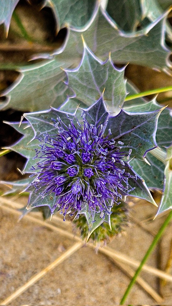 dinobreezy's tweet photo. #Goedemorgen op #dag25 Van de Maart #fotochallenge #ElkeDagEenBloem door @wbos54 met vandaag de #Distel https://t.co/VhQEGe4AQz