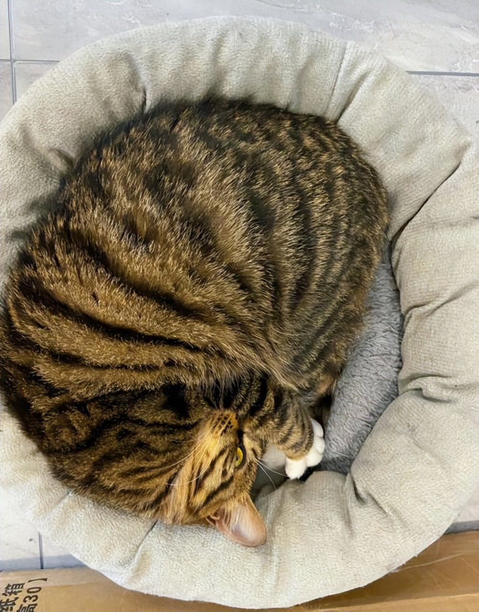 Doris Te Bos tweet media