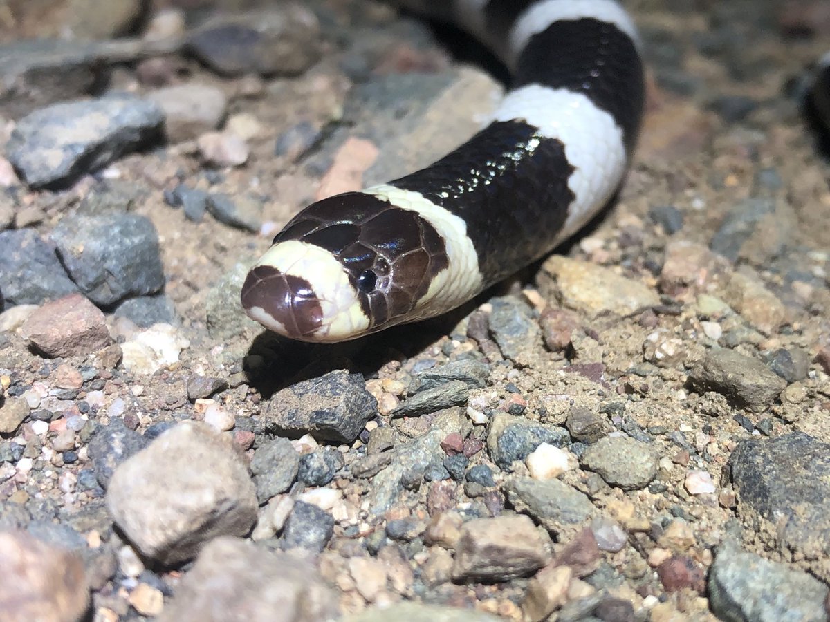 Damian Michael tweet media