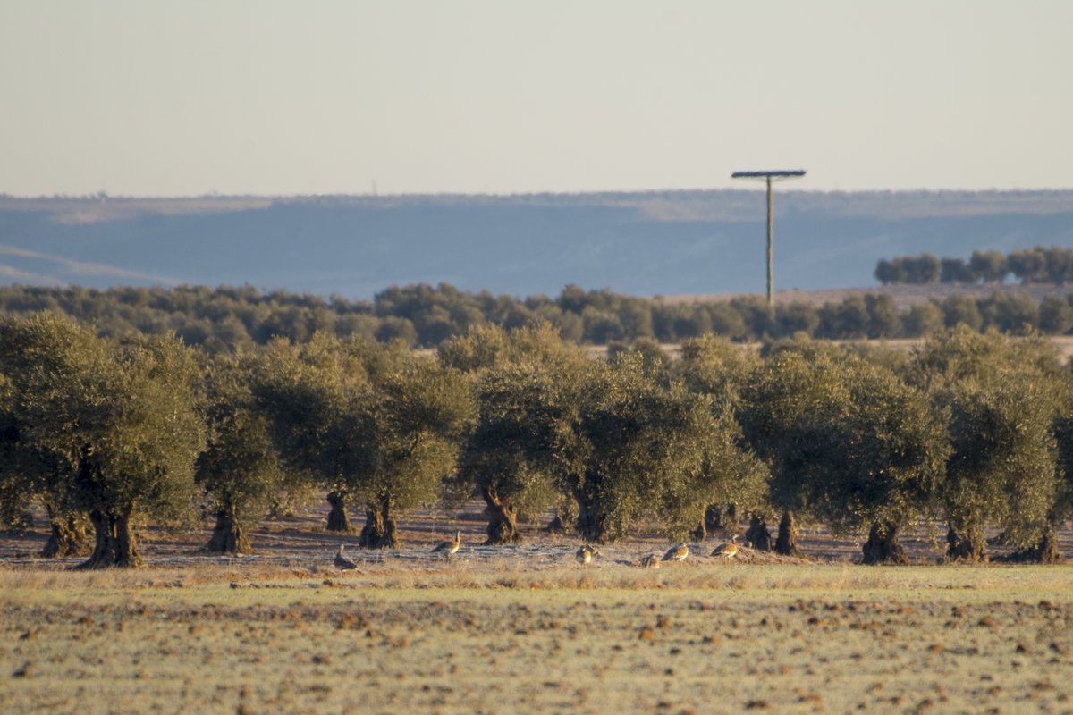 Asaja Toledo tweet media