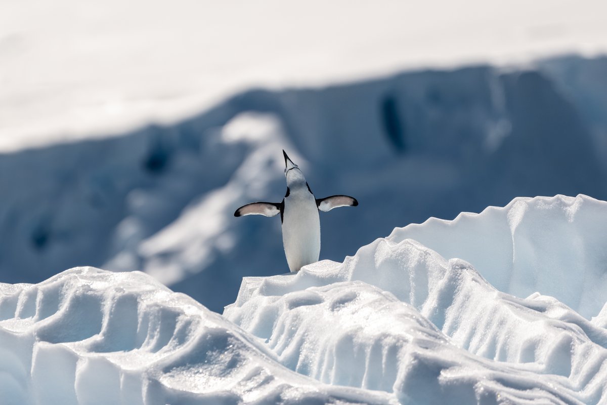 deovratk's tweet image. Thank you. Here's another cold shot to beat the afternoon blues !