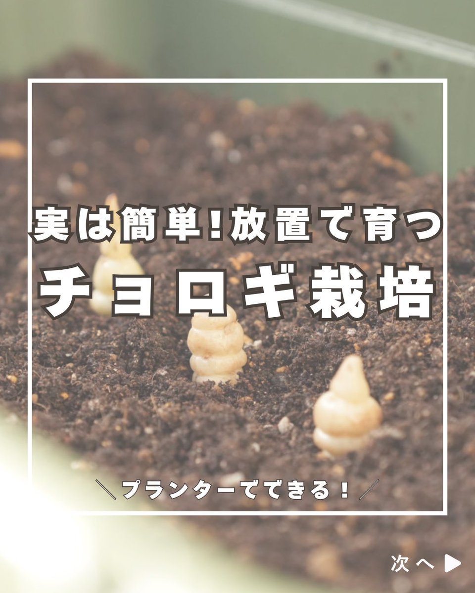 チョロギラボ tweet media