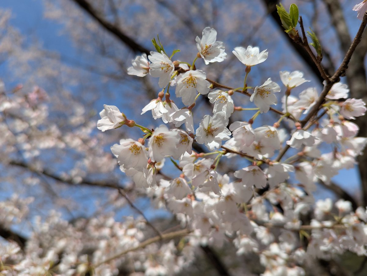 89znd's tweet photo. 美杉の薄墨桜、見頃でした。
#ノルディックウォーキング https://t.co/sSFB0S0ydT