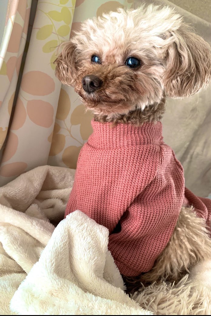 昴カズサ@稀代2巻+短編集12月発売 tweet media