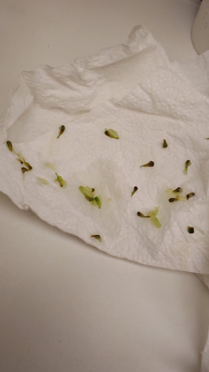LoonyLind's tweet photo. @marksandspencer why do my 'seedless' grapes have seeds? https://t.co/iJWjgN96yc
