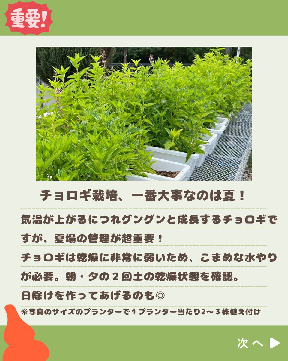 チョロギラボ tweet media