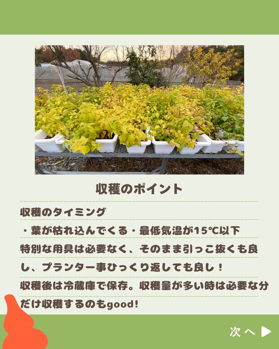 チョロギラボ tweet media