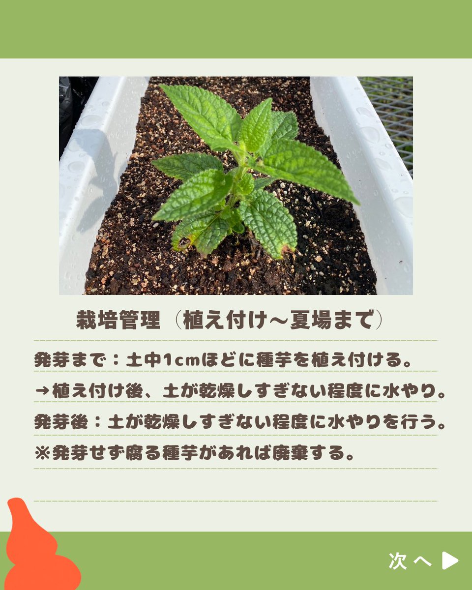 チョロギラボ tweet media