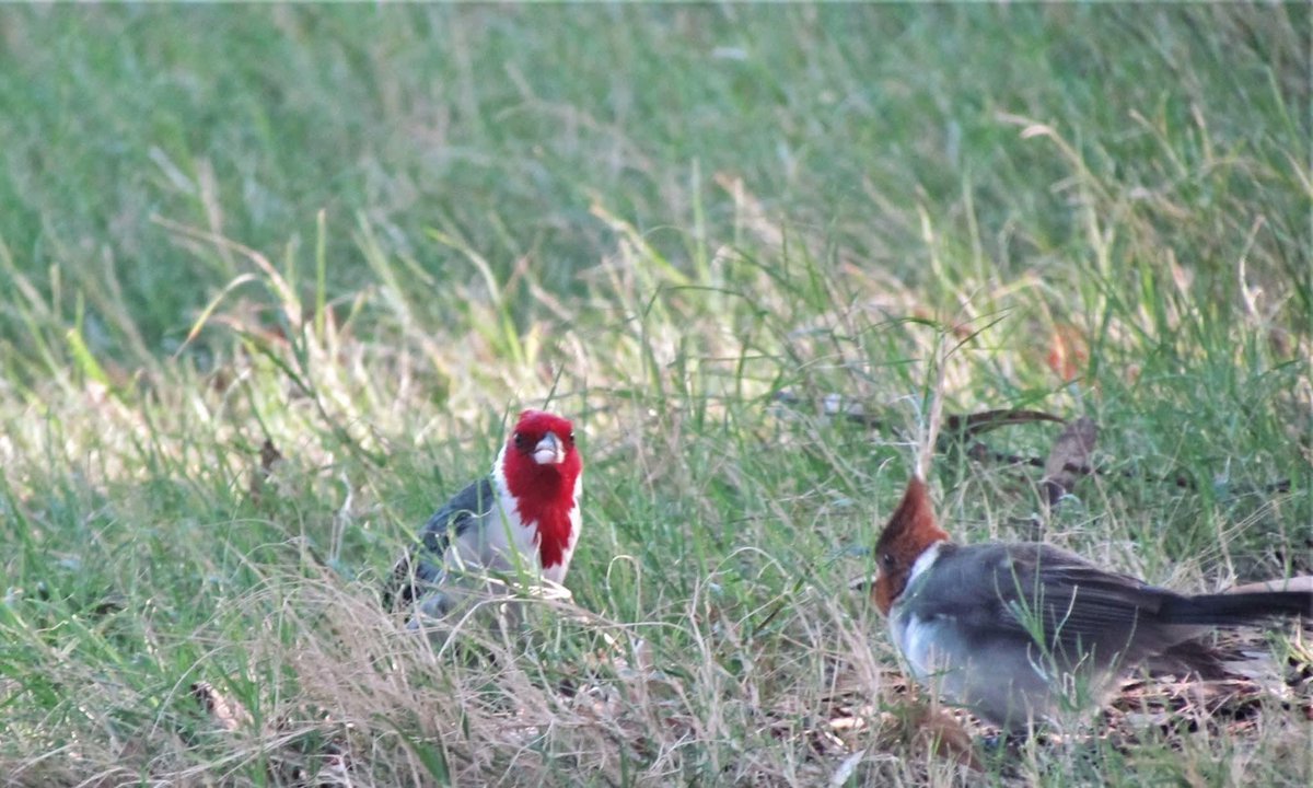 Rayito Suarez tweet media