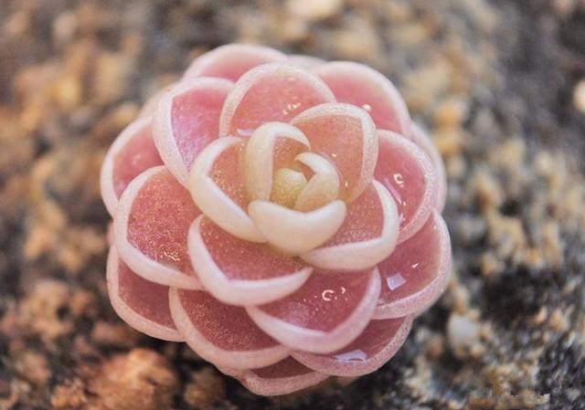 Mouadh Ltifi tweet media