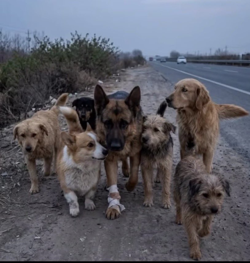 mic57330021's tweet photo. La grande évasion 
En chine 🇨🇳 7 chiens volés pour être vendus aux bouchers ont réussi à s’échapper et ont fait 17 km pour retrouver leur foyer.. jetez moi un coup d’œil sur le chef de la meute 😎 https://t.co/vi9vMd4yHl