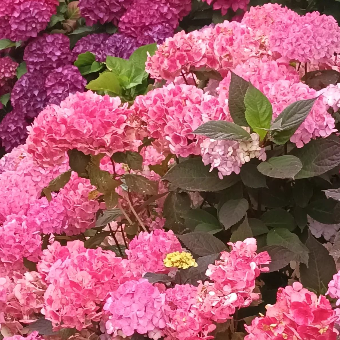 Leticia Dantas tweet media