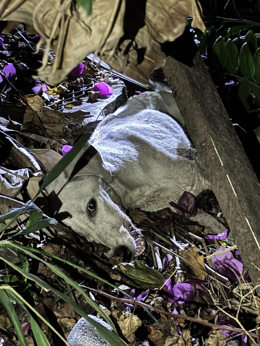 รักหมาจัง🐾 tweet media