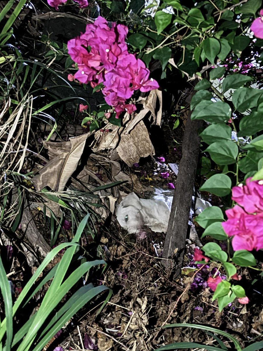 รักหมาจัง🐾 tweet media