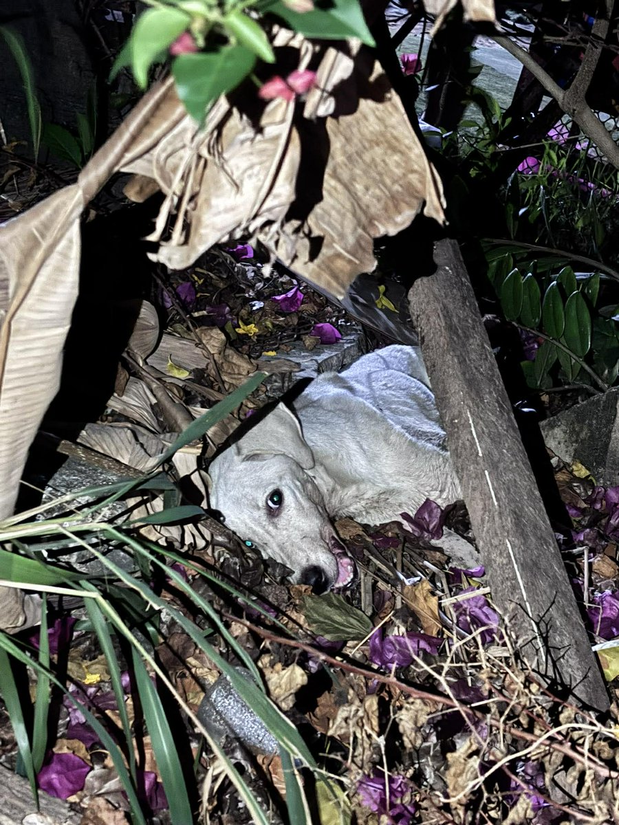 รักหมาจัง🐾 tweet media