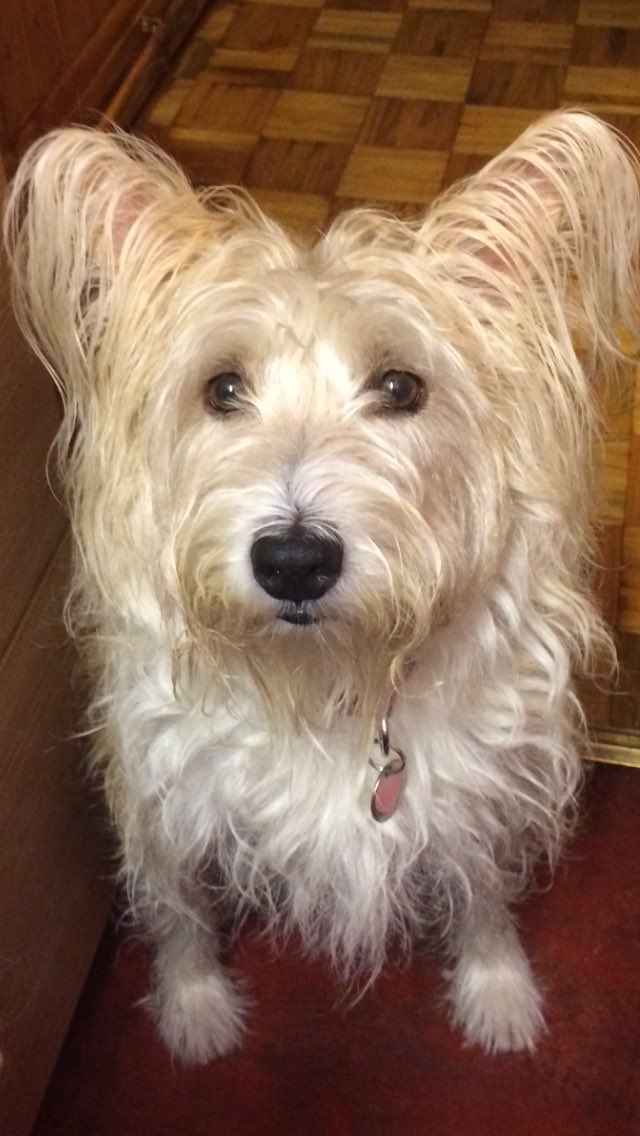 gillgallagher2's tweet image. Can’t beleive it’s been a year since we lost you Jules 🌈all three over the 🌈bridge now miss you all Jules🌈Woody🌈Louis🌈❤️xx