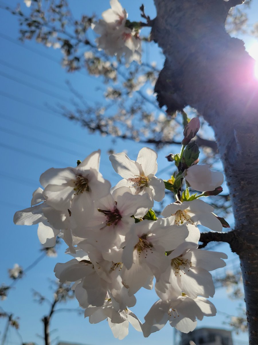 神楽🐾 tweet media