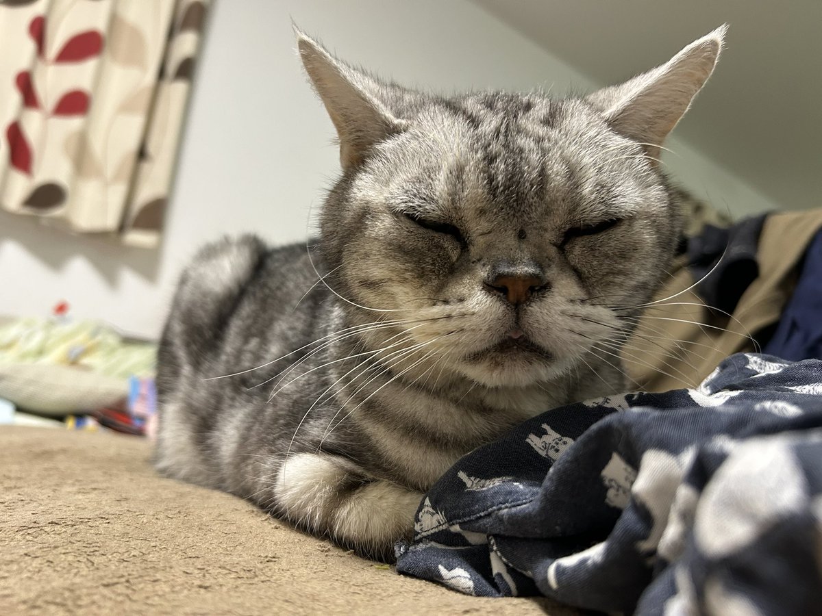 これおん tweet media