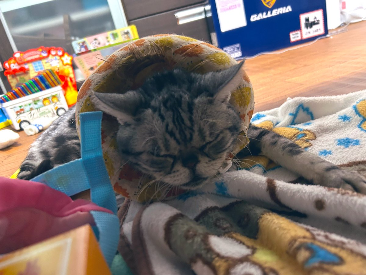 これおん tweet media