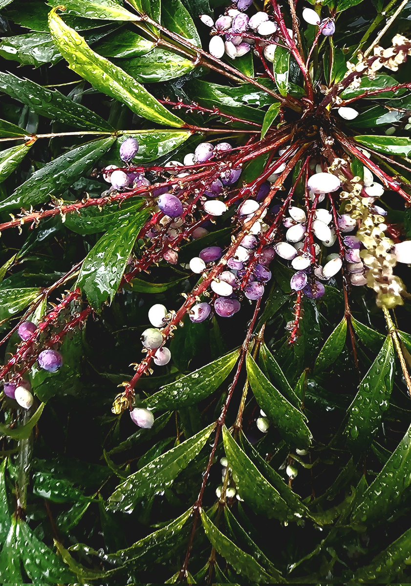 きなこ tweet media