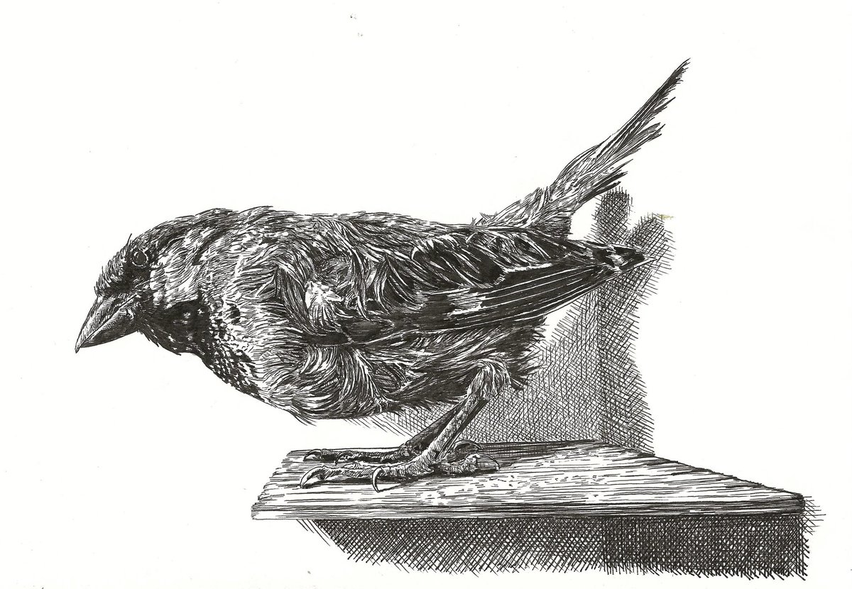 Bas Geeraets 🦉 tweet media