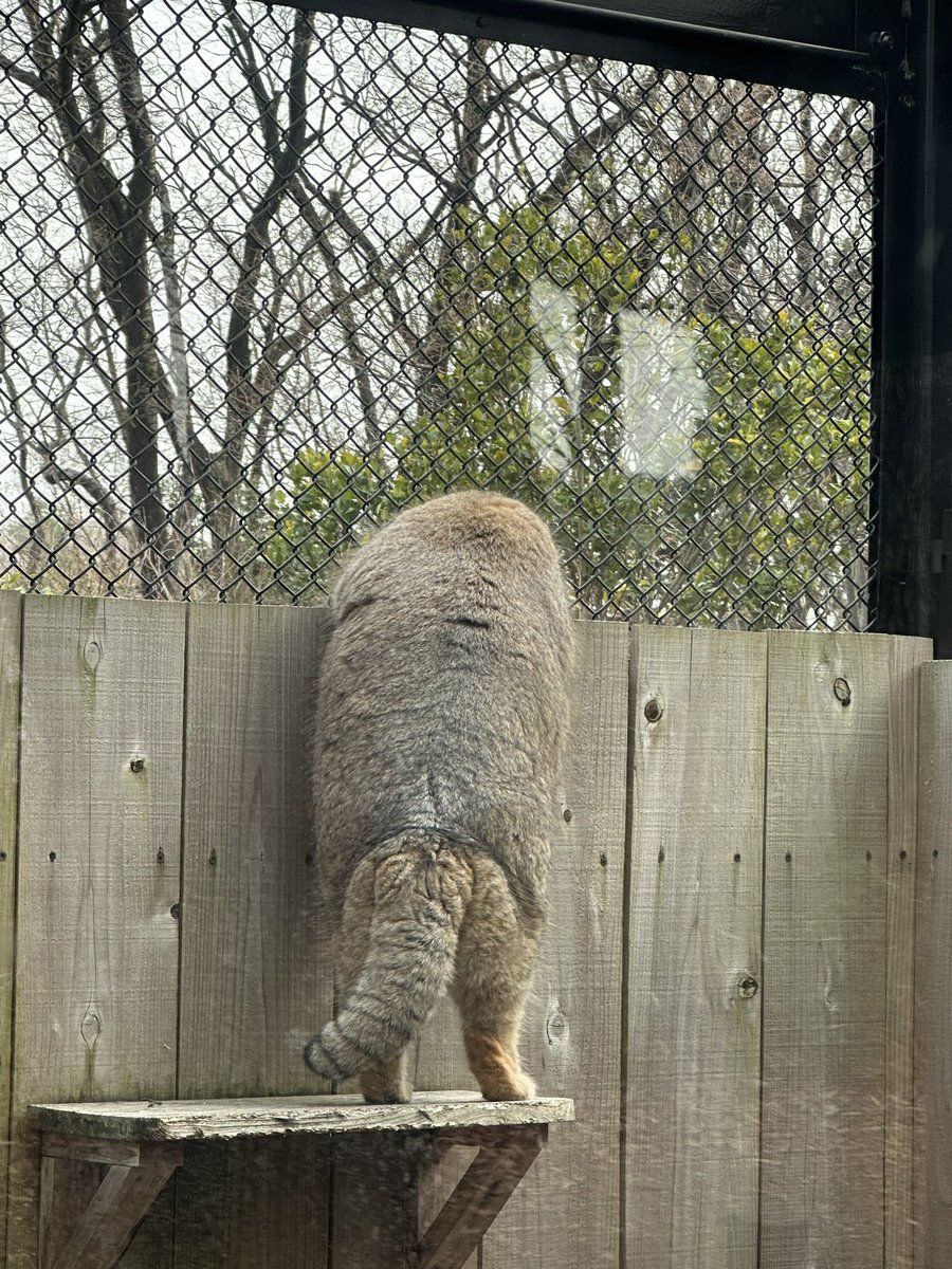 yonechan48's tweet photo. 週末にマヌルネコみたさに埼玉こども動物自然公園行ってきた。

モサモサしてて可愛かった…。
腰痛と格闘しながら見に行った甲斐があった…。 https://t.co/zvKcBbd3zc