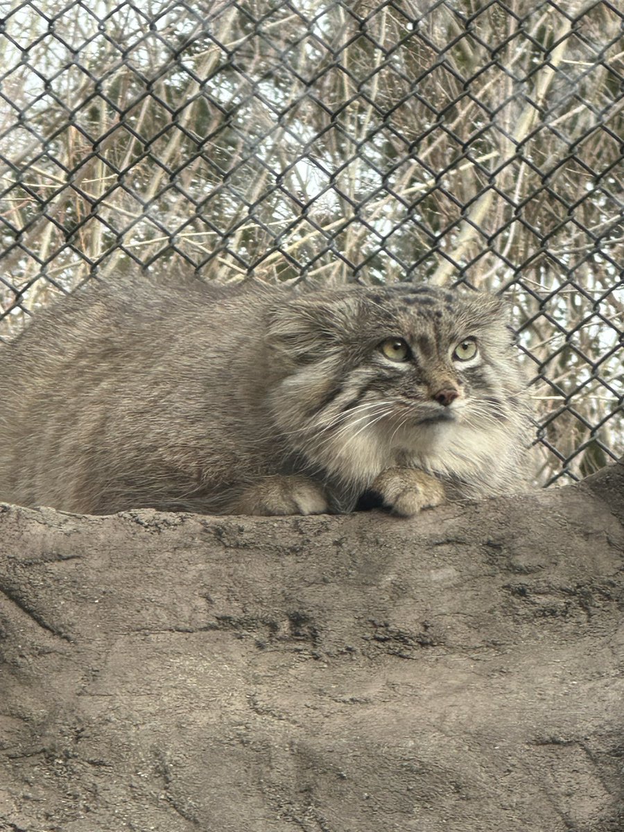 yonechan48's tweet photo. 週末にマヌルネコみたさに埼玉こども動物自然公園行ってきた。

モサモサしてて可愛かった…。
腰痛と格闘しながら見に行った甲斐があった…。 https://t.co/zvKcBbd3zc