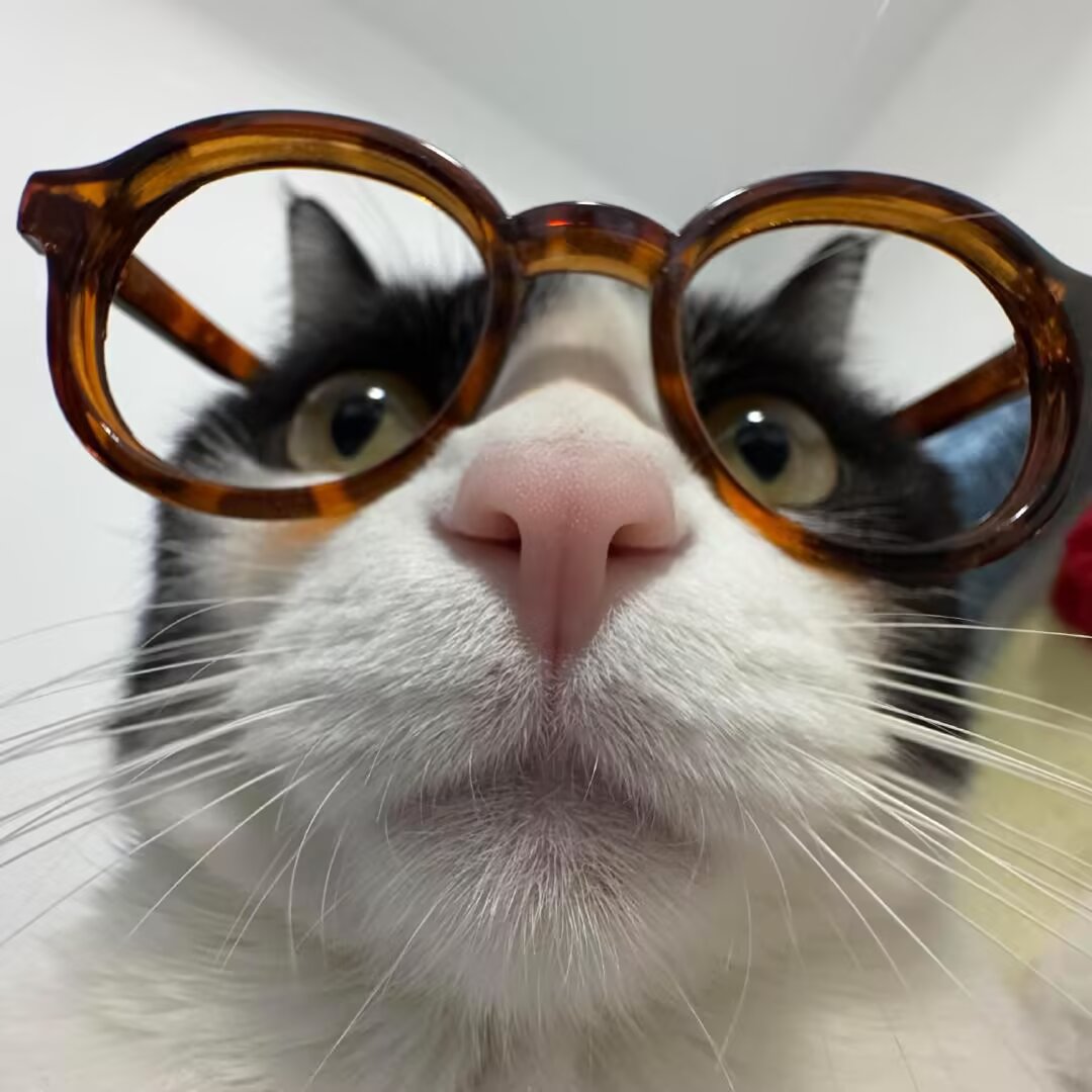 咪长这样子真的！我互关应该明白！