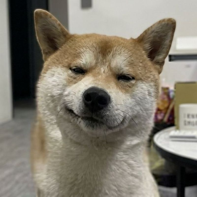 09j8wu346bg2's tweet photo. How's the crypto market doing today? You've all seen this dog emoji lately, right?

Xiao Ba, who became famous for her viral facial expressions.

Heavily memed across the entire world.

https://t.co/ut2GkD6GNI

CA:8LN5ELWCAHk6QRatZR1JsEmUAZQhgrLK8oJu8i51pump https://t.co/SCc94pLNMK